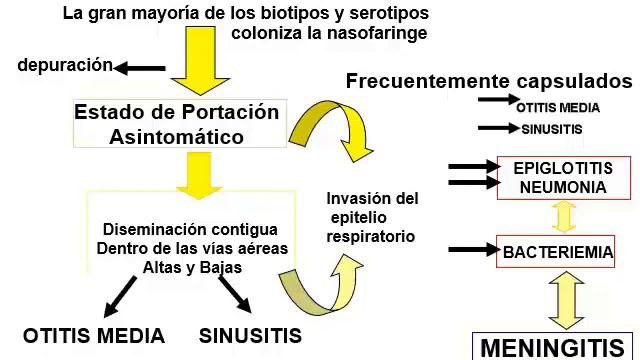 TEÓRICO 4 | Bacterias gram negativas / Neisseria, Haemopphilus, Bordetella y Bacteroides смотреть онлайн