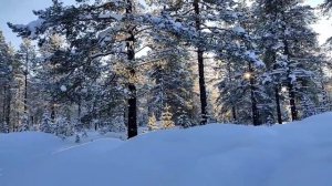 Перовы ушли, но обещали вернуться// Обзор новостей//