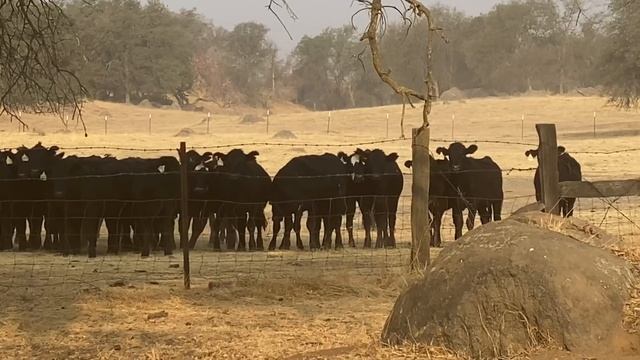 ? живые ДЕНЬГИ с копытами ❤️ МУЖСКОЕ ДОСТОИНСТВО California Ranch 05.10.2020 смотреть онлайн