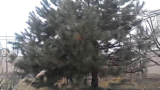 сосна до обрезки смотреть онлайн