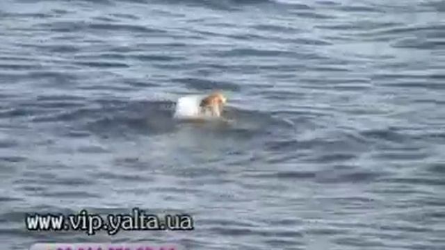 Декабрь в Гурзуфе.Гурзуф
Жильё для отдыха.
1 дек. 2009 г.