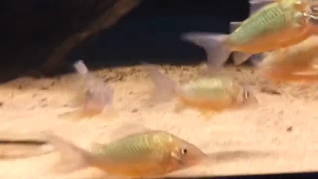 Сомик зеленый, или сомик смарагдовый (Brochis Splendes [Castelnau, 1855]).