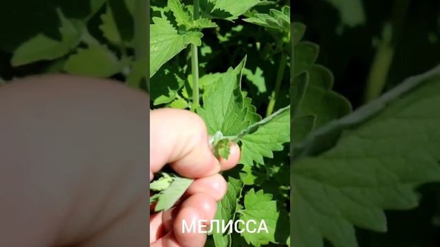 ЧАЙ ИЗ ПЯТИ ТРАВ🌿