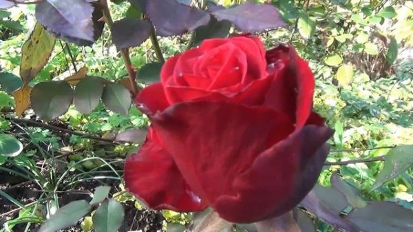 Людмила Горцуева -  День воспитателя (муз.  и сл.  Л Горцуевой)