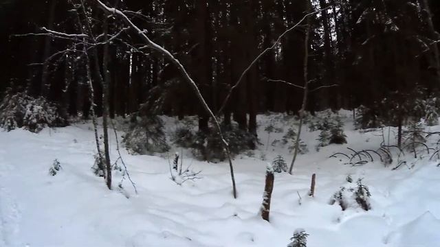 Экологический маршрут "Малиновая гора". Ленинградская область. смотреть онлайн