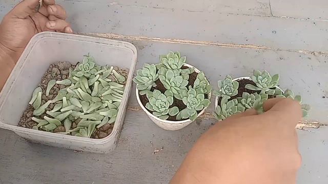 Panen Sukulen Anting Ratu Tipis Tipis - how to propagate echeveria prolifica
