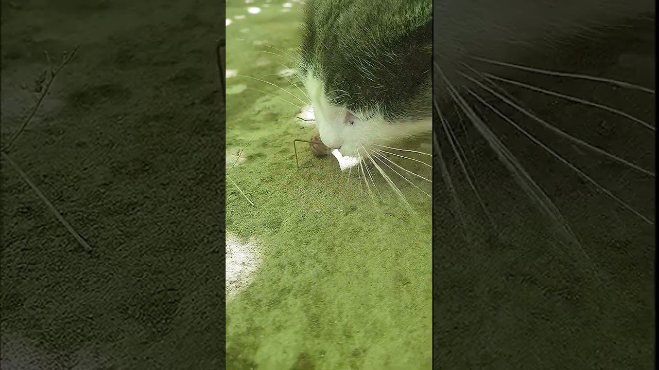 Кошка Против Богомола Потеряли Бойца смотреть онлайн