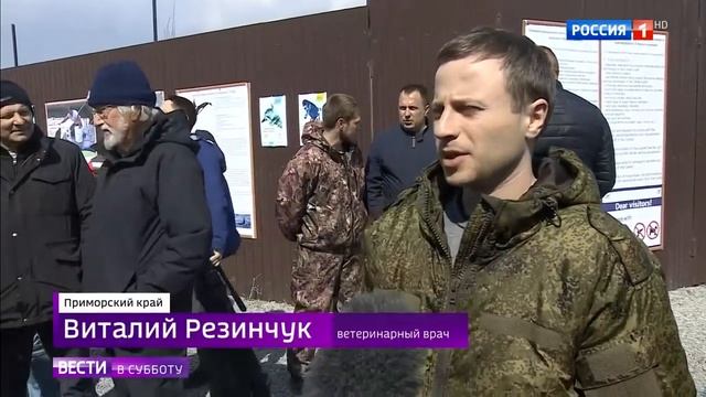 Команда Кусто исследовала касаток в бухте Средняя смотреть онлайн