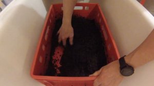 Разведения червя. Заселение коконов