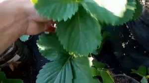 земляника Руби де Жардин