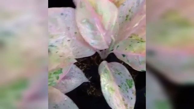 Pink Emerald Aglaonema смотреть онлайн