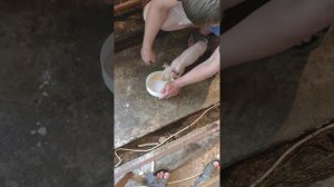 Кормление двух суточных поросят без соски и бутылки
