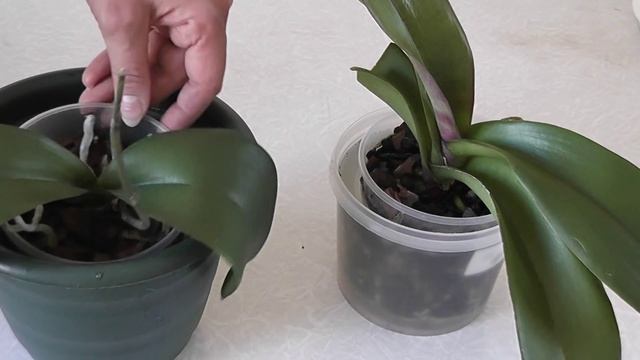 Полив орхидей