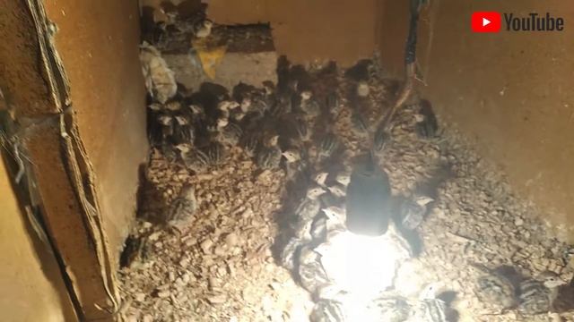 Строительные Советы