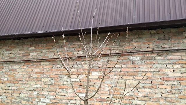 как живут сороки смотреть онлайн