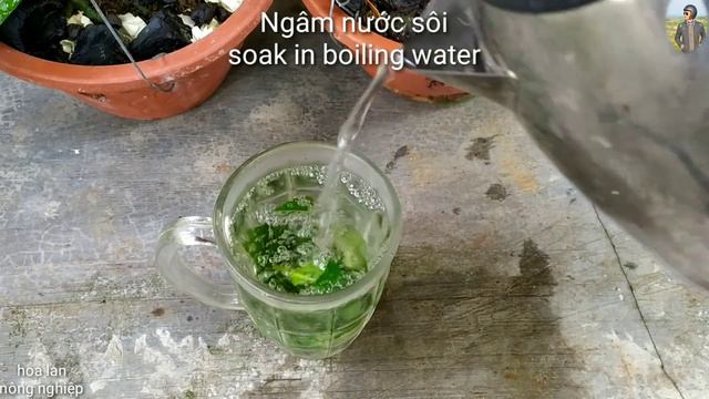 Làm Phân Hữu Cơ Giúp Lan Hồ Điệp Rễ Xanh Mập Mạp Và Xua Đuổi Côn Trùng Từ Lá Trà Xanh Đơn Giản смотреть онлайн
