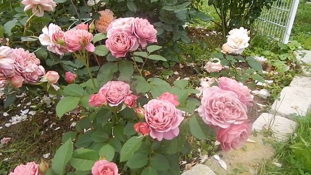 Как красивы и ароматны японские розы! 4 сорта:Robe a la francaise,Miyabi,Aoi,Ioly. смотреть онлайн