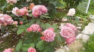Как красивы и ароматны японские розы! 4 сорта:Robe a la francaise,Miyabi,Aoi,Ioly.