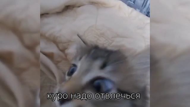 реакция клонов на Зонтика (гарем зонтика) 2/? часть. ?? смотреть онлайн