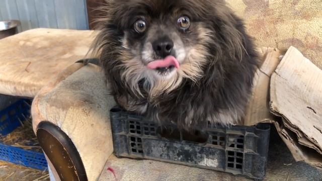 Самый большой приют для кошек в Армавире.Спасение животных смотреть онлайн