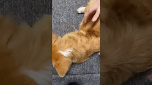 Щетка скребок для уборки шерсти животных смотреть онлайн