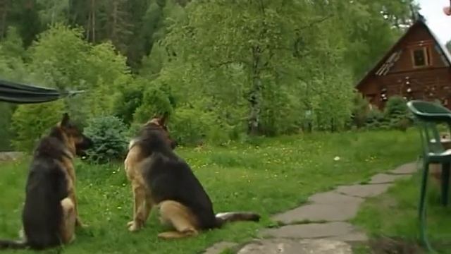 Очень важные животные. Кошка и собаки Николая Захарова. смотреть онлайн