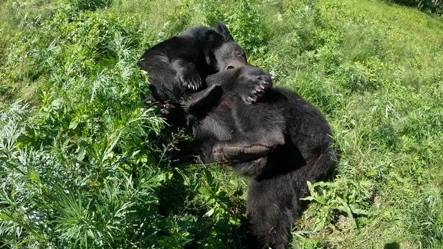 Дурачимся вместе с медведями. смотреть онлайн