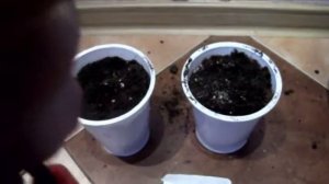 Клещевина!!! ЗАНЗИБАРСКАЯ!!! Посадка с помощью напильника!!!