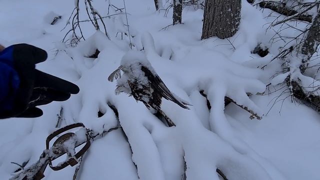 Охота на #Соболя Проверка капканов. Соболь маленько Есть! смотреть онлайн