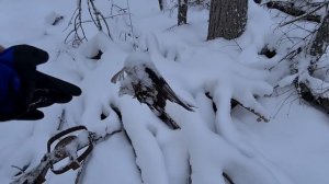 Охота на #Соболя Проверка капканов. Соболь маленько Есть!
