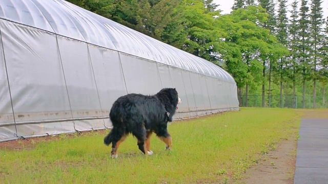 その時キャパは