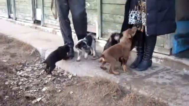 Приют для животных - щенки 1 смотреть онлайн