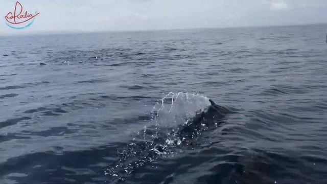 Dolphins with Coralia Liveaboard смотреть онлайн
