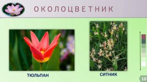 Цветок. Строение и разнообразие цветков (урок биологии 6 класс)