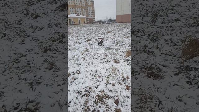 Стоит ли заводить собаку? смотреть онлайн