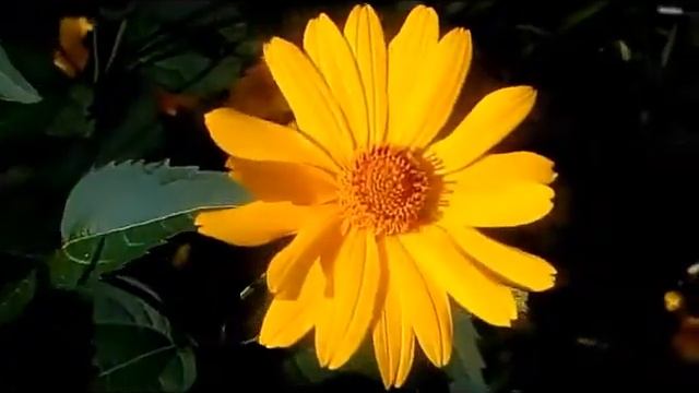 Гелиопсис желтая ромашка Heliopsis yellow chamomile 向日葵黄色洋甘菊 Heliopsis gelbe Kamille ヘリオプシスイエローカモミー смотреть онлайн