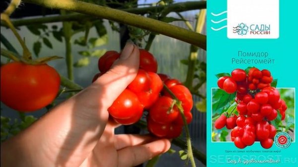 Самый необычный, очень вкусный Томат Рейсетомейт! Удивите себя и соседей! Посадите этот томат!