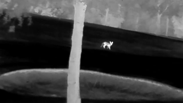 Infiray T3 Pro Thermal