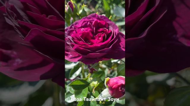 Роза Твайлайт Зоун/ Rose Twilight Zone смотреть онлайн