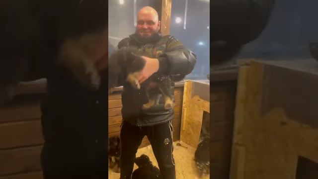 ЩЕНКИ ТИБЕТСКОГО МАСТИФА ОТ ТИТУЛОВАННЫХ РОДИТЕЛЕЙ.ДОСТАВКА В ЛЮБОЙ РЕГИОН И СТРАНУ. НАХОДИМСЯ В РФ смотреть онлайн
