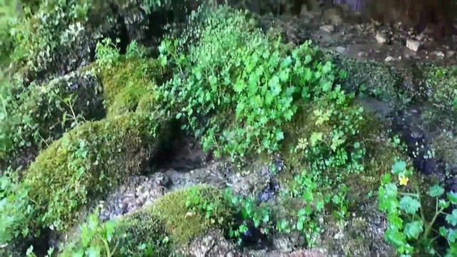 Релакс-видео: прогулка по тисо-самшитовой роще под музыку смотреть онлайн
