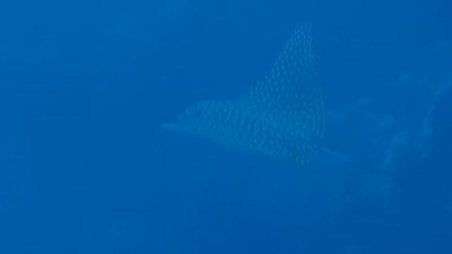 Скат-орляк смотреть онлайн