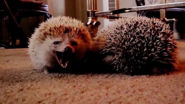 Нарезка смешных ежиков смотреть онлайн