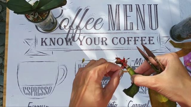 НАРАЩИВАНИЕ корней орхидей В ПЕРЛИТЕ и ВО МХЕ / ЧТО ЛУЧШЕ МОХ или ПЕРЛИТ? РЕЗУЛЬТАТ: потеря орхидеи смотреть онлайн