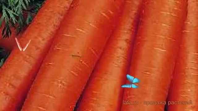 Морковь обыкновенный Ройал Форто (royal forto) ? обзор: как сажать, семена моркови Ройал Форто смотреть онлайн