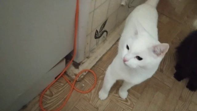 ПРИКОЛ! ШОК! Реакция кошки на морковку. Эти забавные животные. смотреть онлайн