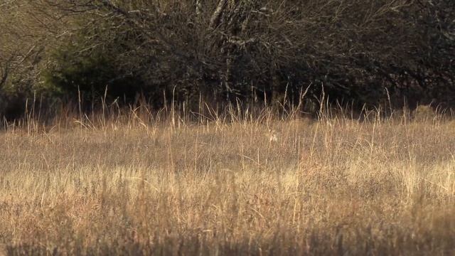 EPIC Coyote and Bobcat Kills смотреть онлайн
