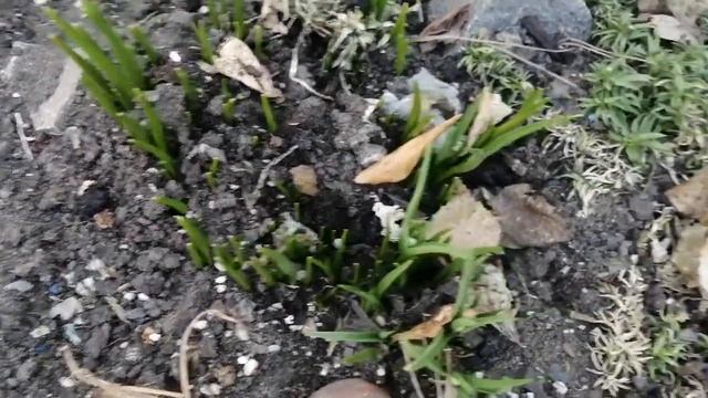 Как цветёт печеночница или перелеска смотреть онлайн