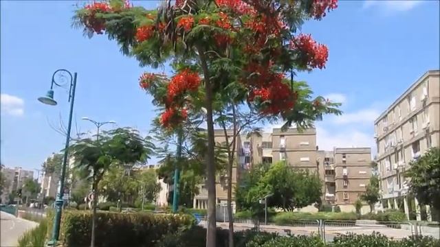 Яркое цветение Делоникса царского!!!Кирьят-Ям.Израиль.Israel. Kiryat-Yam. смотреть онлайн