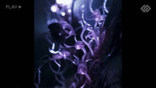 Abyssal Echoes: Mindflayer Rites and Tadpole Enigmas